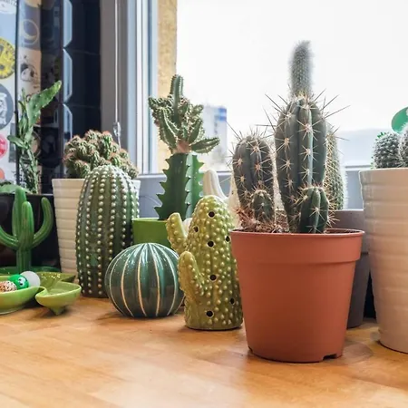 Apartament ⍟ Cactus Biosphere ⍟ Sofia